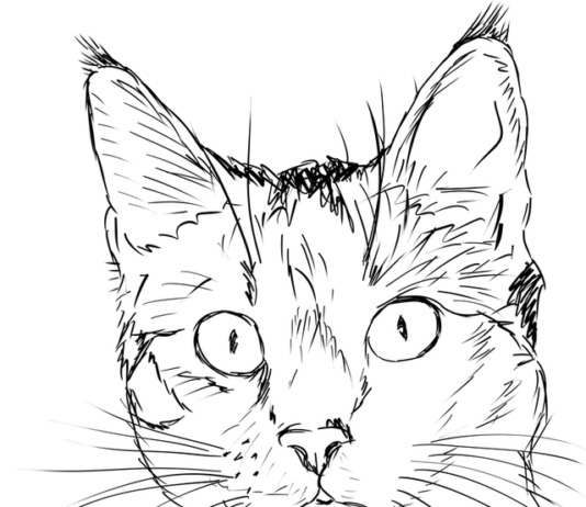 rysunek kota