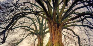 Jakim autem jeździ Linda? Jakim autem jeździ Linda?