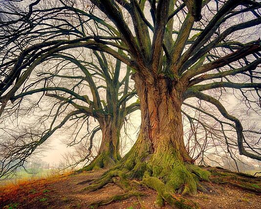 Jakim autem jeździ Linda?