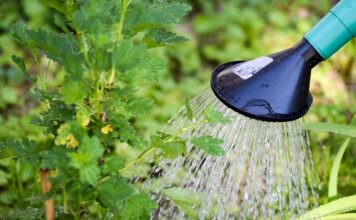 Jak zalać dziewczynę?