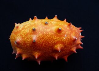 Jak długo trzymać ogórka w akwarium?