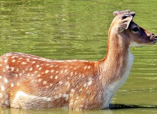 Ile czasu stygnie polewa?