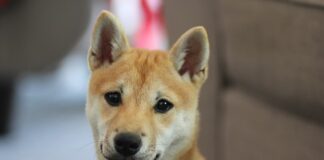 Czy Shiba inu wzrośnie?