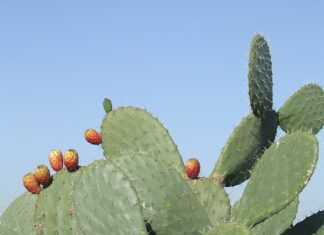 Czy można nosić szable?