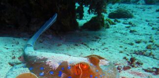 Co do płaszcza damskiego na głowę?