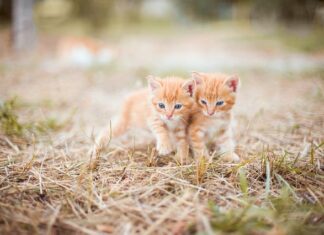 Jak często trzeba smarować łożyska?