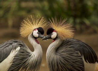 Jakie nakrycie głowy miął Fozziego?