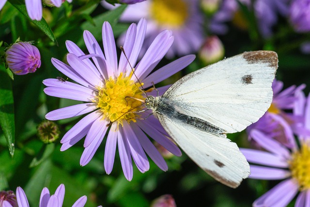 Ile dodaje się mączki rybnej do zanęty? Ile dodaje się mączki rybnej do zanęty?