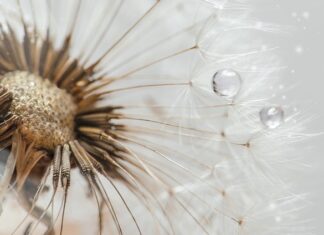 O co chodzi z Dropami?