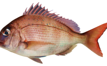 O której godzinie najlepiej bierze leszcz?