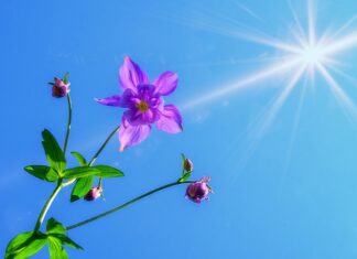 Czy można chodzić z bronią?